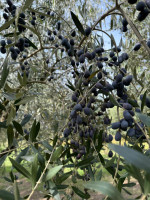 /album/galleria-di-foto/whatsapp-image-2025-10-12-at-15-30-03-jpeg/